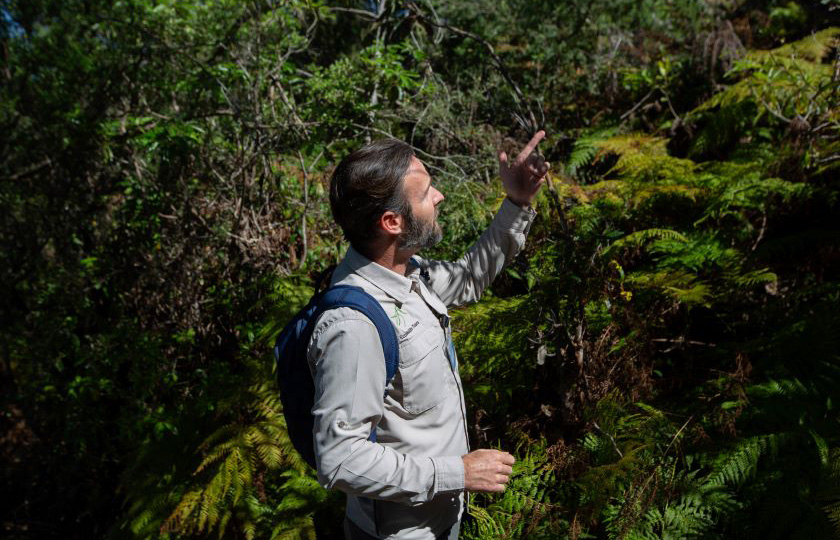 An EcoWalks Manly Wildlife Tour guide showing visitors the bushland at North Head Sanctuary, Manly.